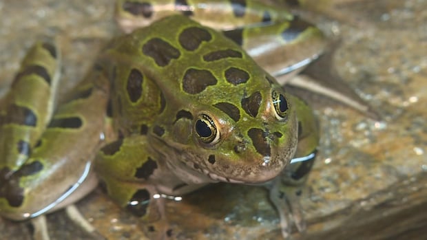 Threatened frog species on the road to recovery in Alberta